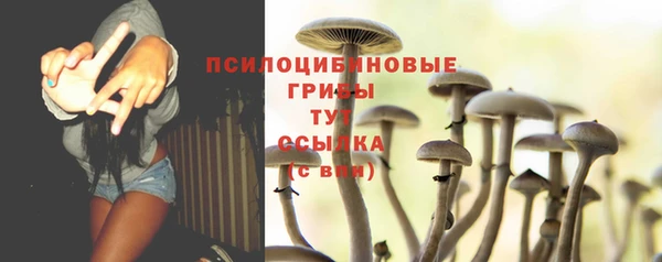 прущие грибы Гусиноозёрск